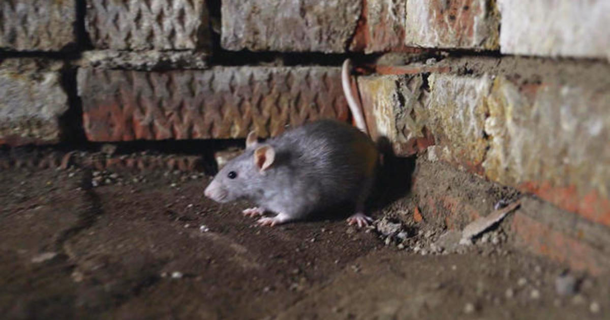 New York City launches new efforts to minimize growth of rat populations