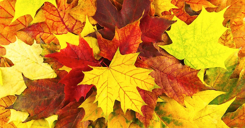 Fall foliage peaks around DallasFort Worth CBS Texas