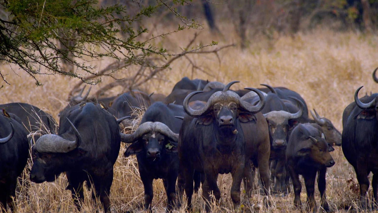 Restoring Gorongosa National Park after decades of war - 60 Minutes ...