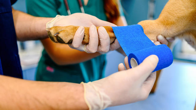 Veterinarian is bandaging paw of the dog at the vet clinic 