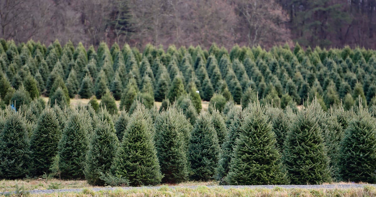 Expert advice: How to pick the perfect Christmas tree and make it last 