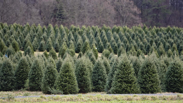 Christmas Tree Farm In Pennsylvania 