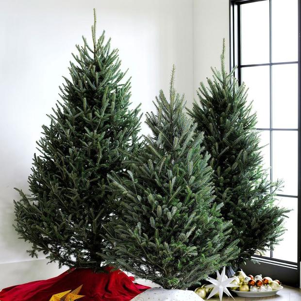 Live Blue Ridge Mountain Christmas Tree 