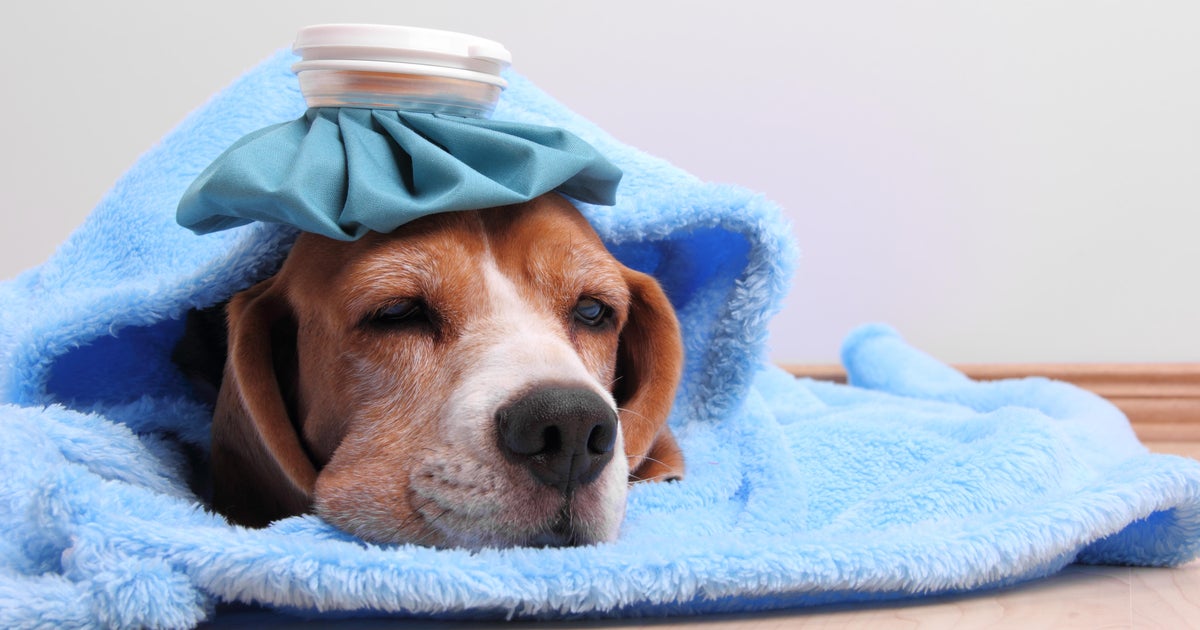 it-s-not-just-flu-season-for-us-but-also-our-dogs-cbs-miami