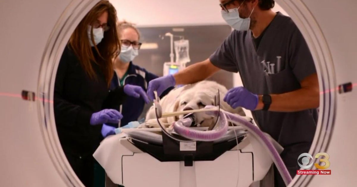 Natural Treatment For Dogs With Cancer