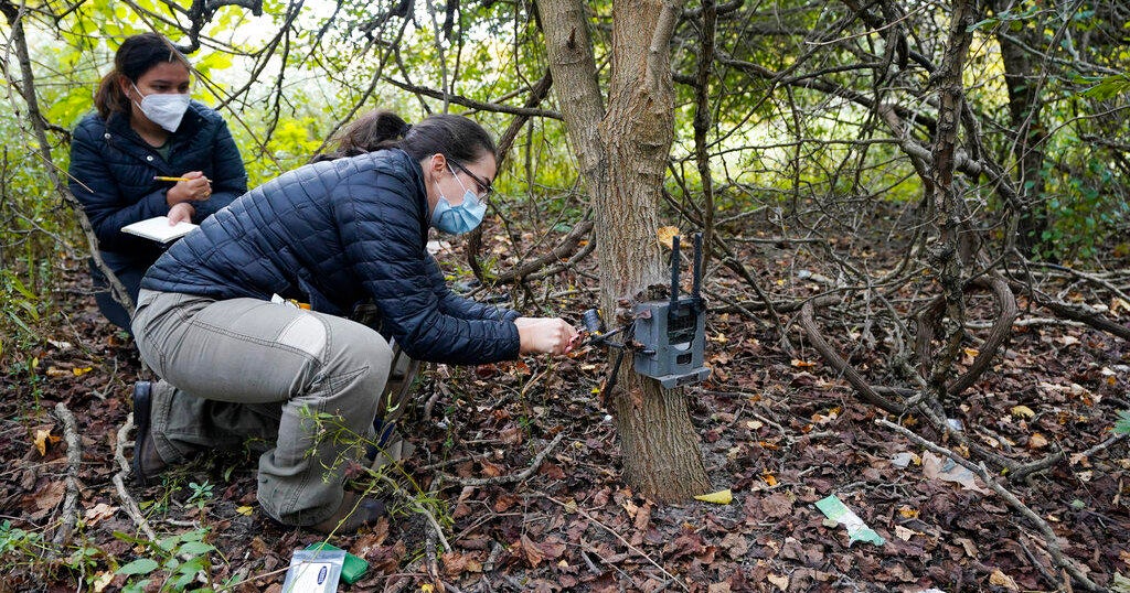 Extinctions, shrinking habitat spur 'rewilding' in cities - Vimarsana News