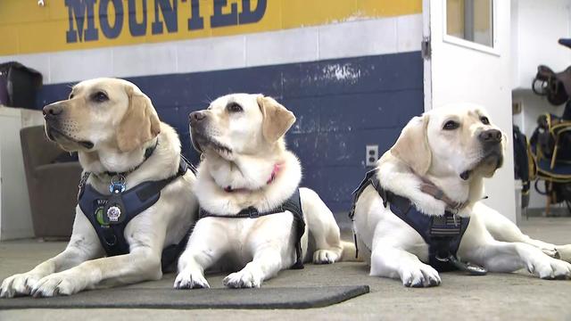 Three therapy dogs sit on the floor. 