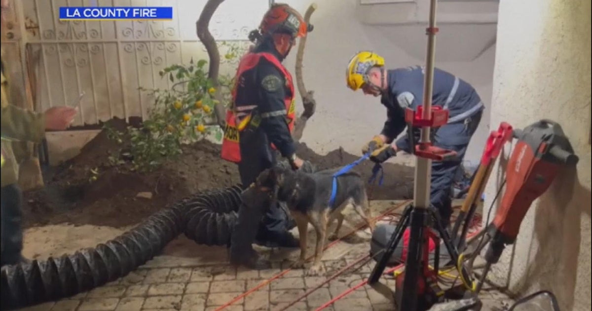 Dramatic dog rescue: Firefighters save pooch from Willowbrook sinkhole ...