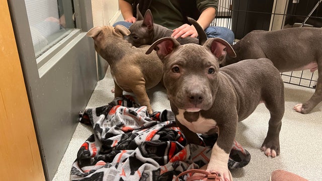 Britain's home secretary wants to ban American XL bully dogs after 11-year-old girl attacked: Lethal danger