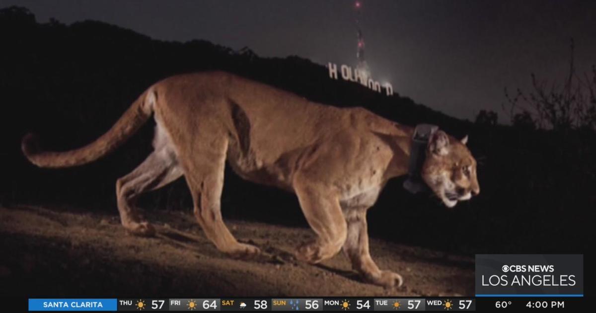 Southland's well-known mountain lion, P-22, to be captured after apparent attacks on two dogs