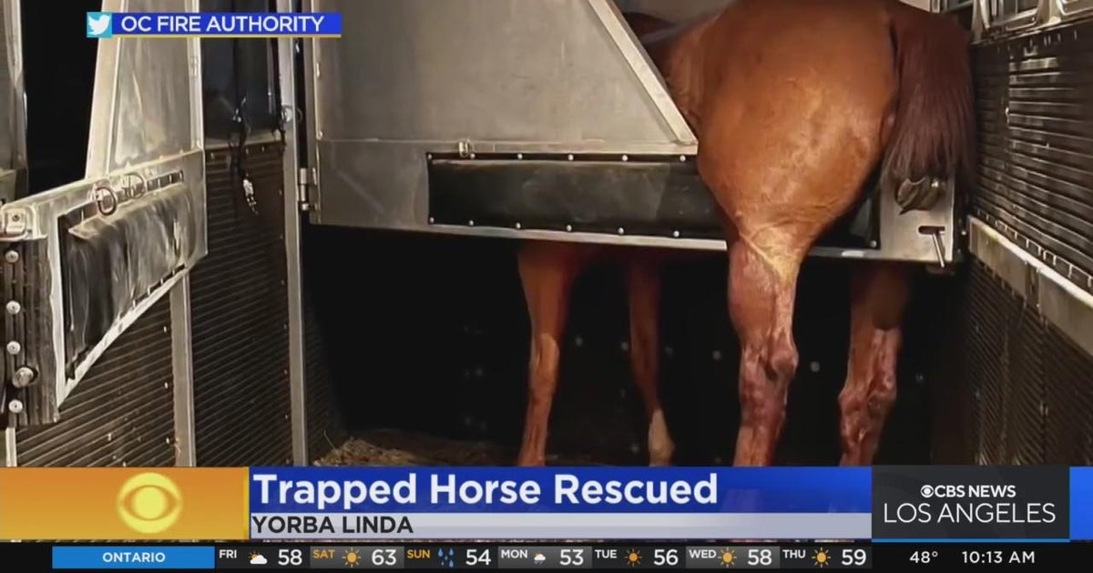 Yorba Linda trapped horse is rescued CBS Los Angeles