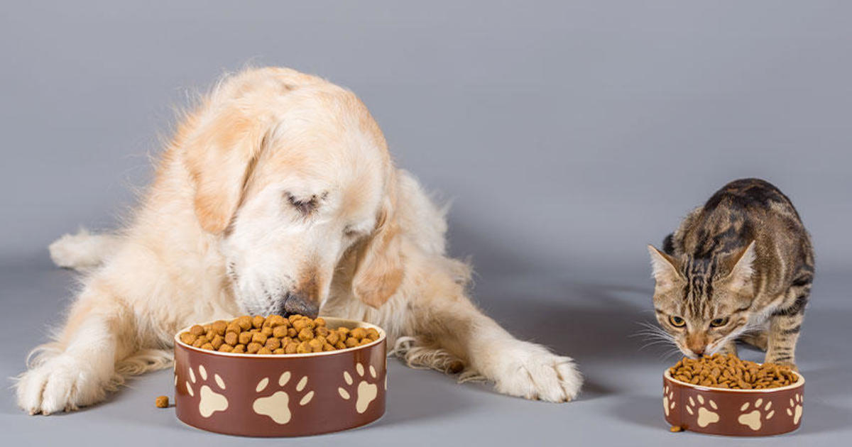 At least 6 infants stricken in salmonella outbreak linked to dog and cat food