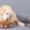 7 people sickened in salmonella outbreak linked to dog and cat food