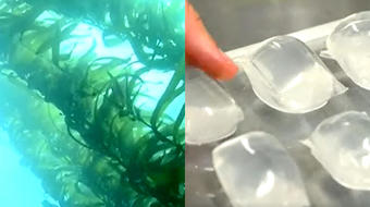 Earthshot Prize-winner's solution for plastic problem? Seaweed 