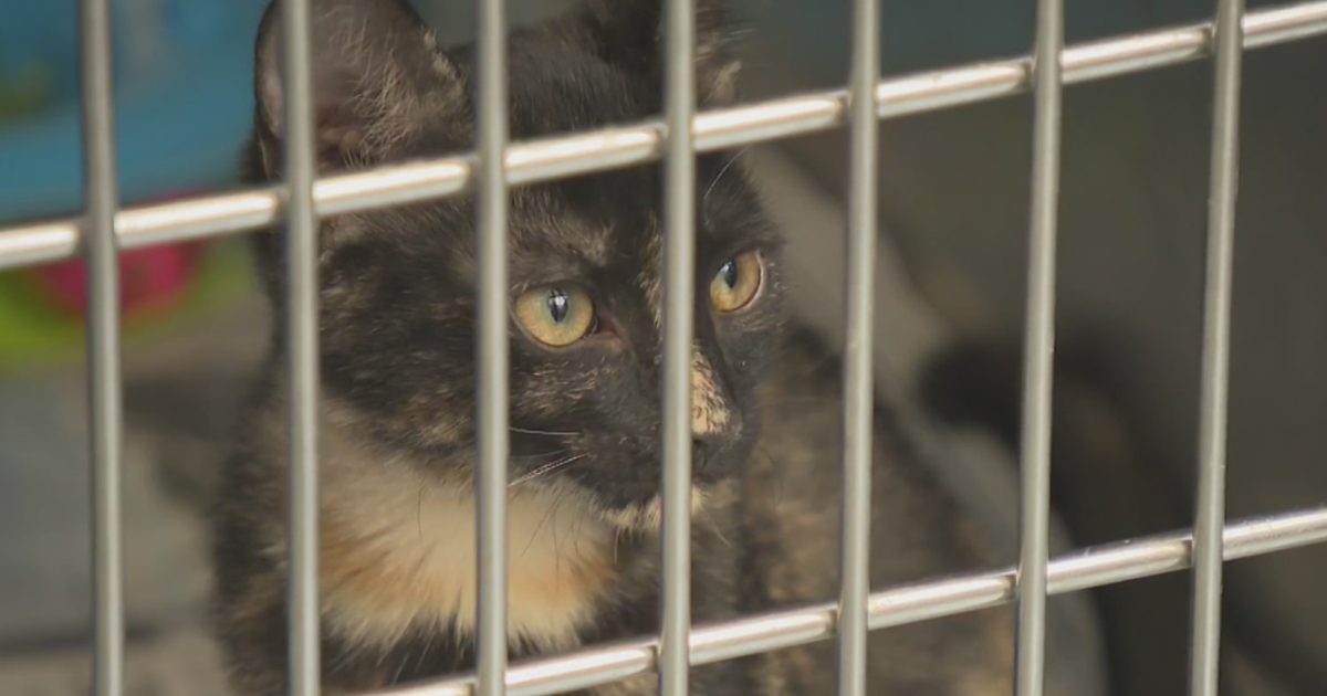 Humane Animal Rescue of Pittsburgh changes adoption hours amid increase of  intakes - CBS Pittsburgh