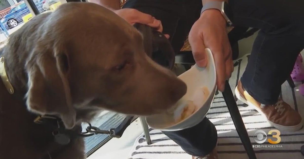 CBS3 Pet Project Here is how to get your dog to eat diet food CBS