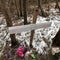 The Tree that Helped Solve a Murder