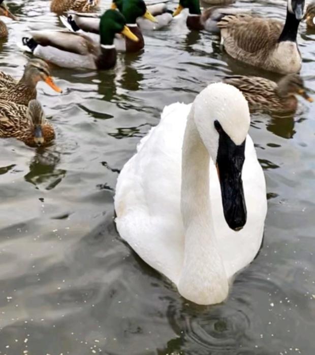 ron-detroit-zoo-swan.jpg 