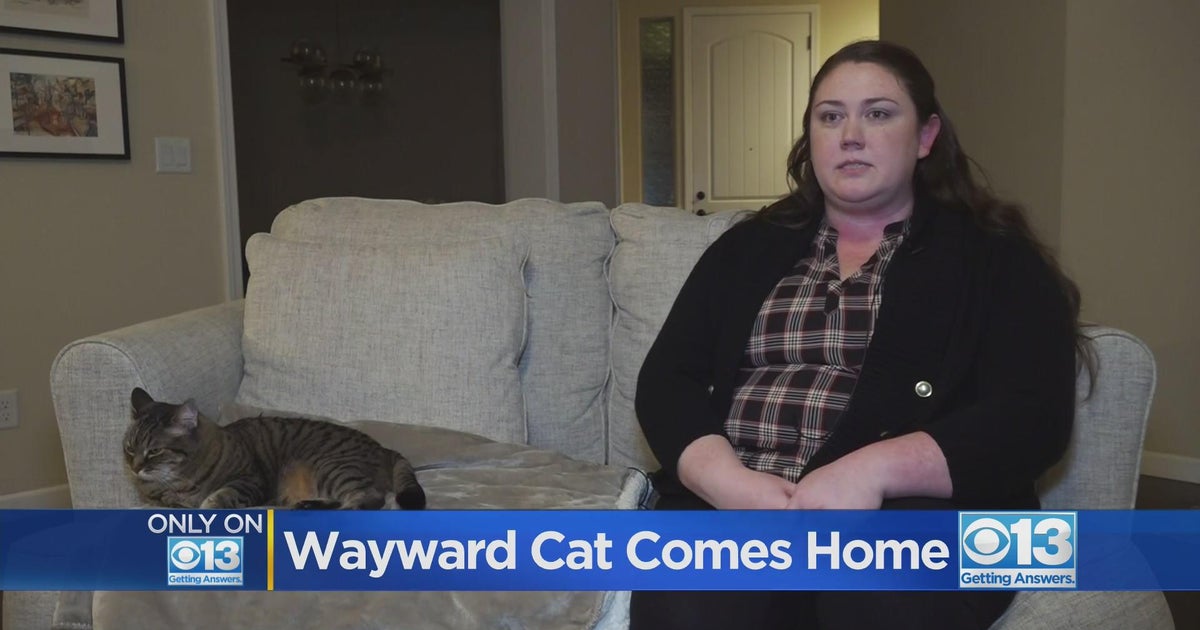 Woman reunited with pet cat after nearly 6 years