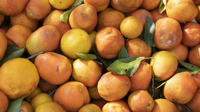 USDA's Outlook For Florida's Orange Crop This Winter Is Lowest In Decades, Due To Citrus Greening Disease 