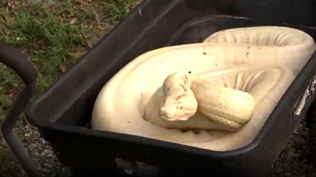 albino-boa.jpg 