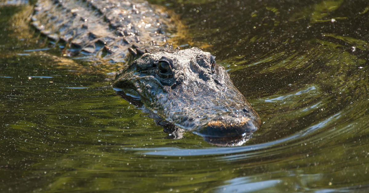 Man bitten by alligator in Florida pond sustains