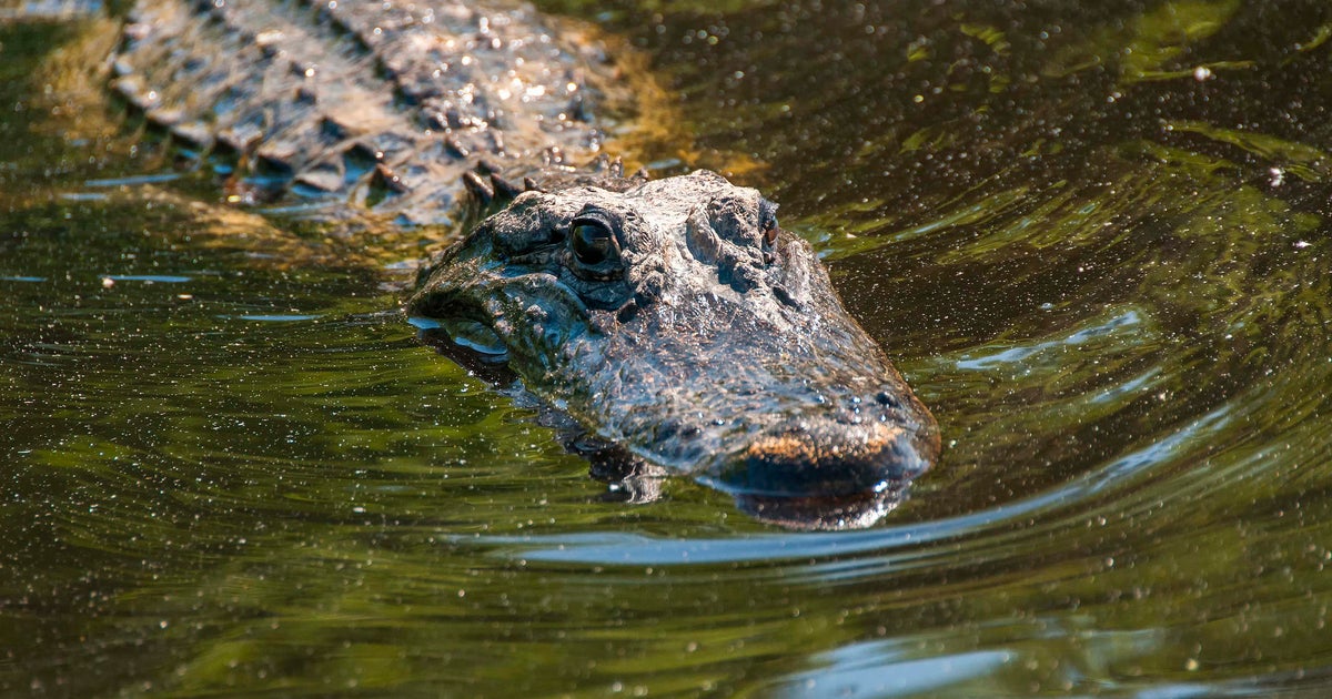 Victory! California Bans Alligator and Crocodile Skin