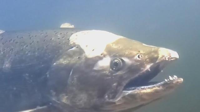South Bay Chinook salmon 