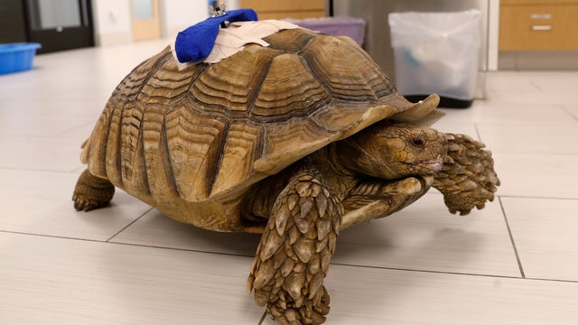 California Tortoise Attack 