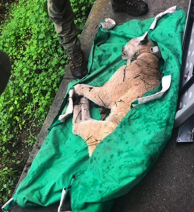 P-22 tranquilized and captured for evaluation 