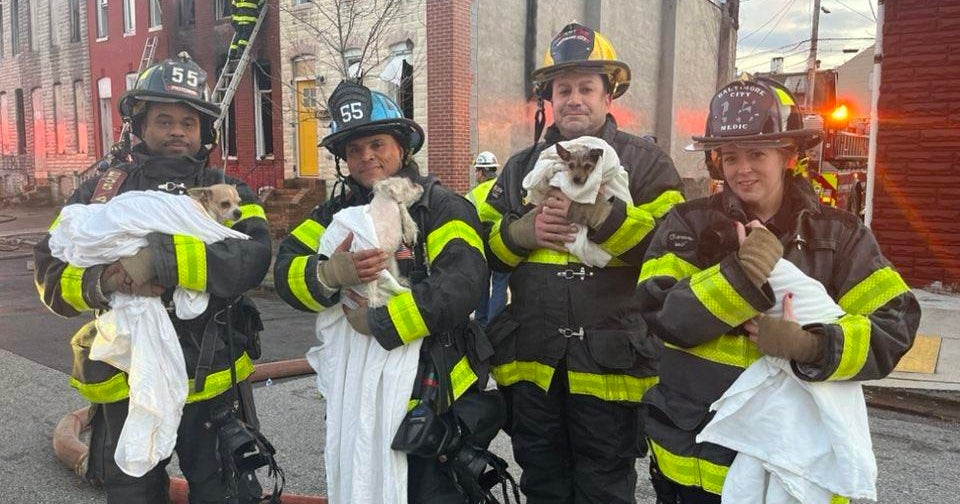 Firefighters rescue three dogs and a cat from smoke-filled house in ...