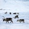 Nature: Reindeer in Finland