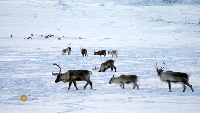 1218-sunmo-reindeer-1556672-640x360.jpg 