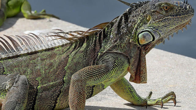 US-NEWS-FLA-IGUANA-POWER-OUTAGE-FL 