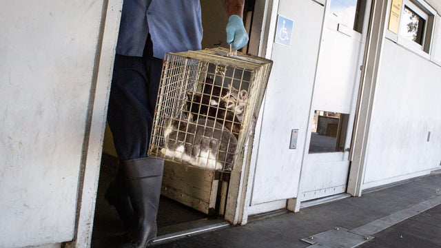 The coronavirus pandemic is hitting the Animal Services Department hard 