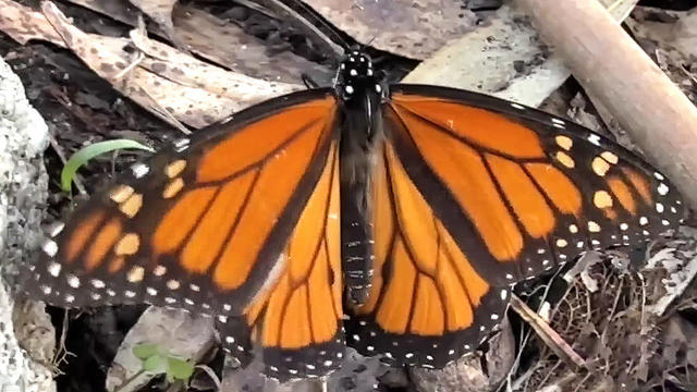 Monarch Butterfly in Pacific Grove 
