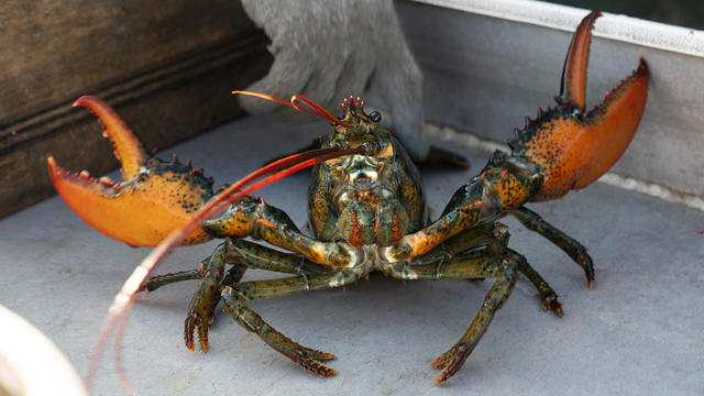 Congress Budget Maine Lobster 