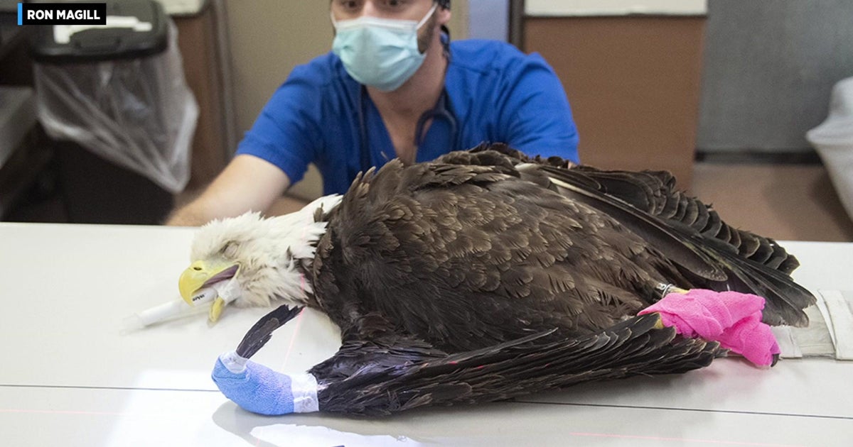 Zoo Miami’s “Rita” underwent partial amputation of wing