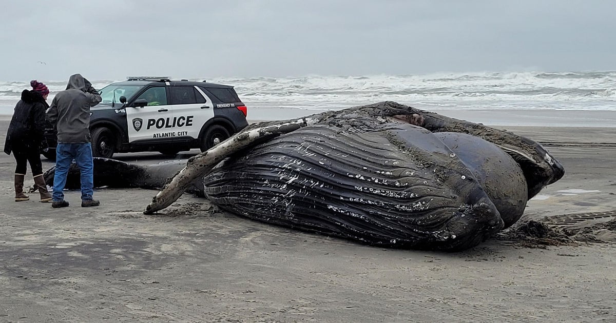 whale-washes-ashore-in-atlantic-city-nj-cbs-philadelphia