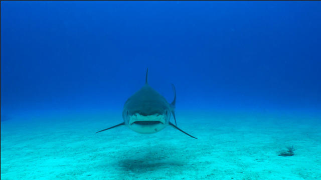 1223-social-shark.jpg 