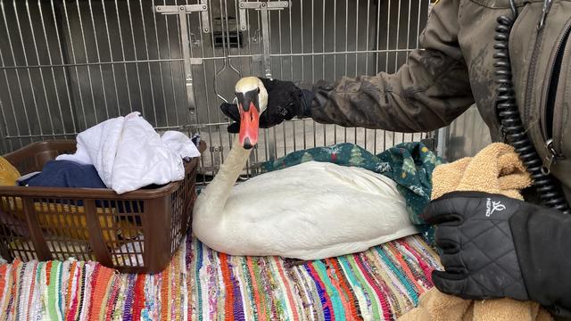 rescued-swan.jpg 