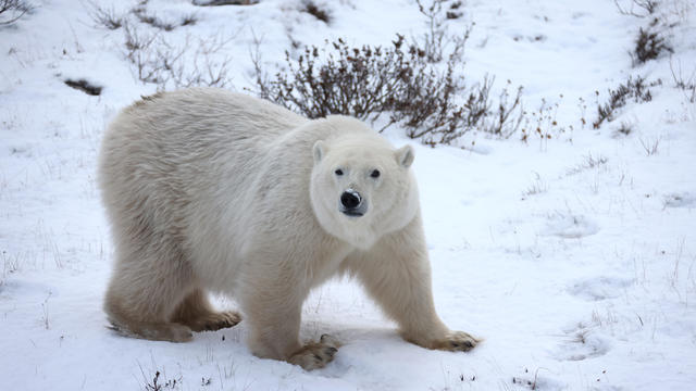 Polar Bears Look For Food At Hudson Bay 