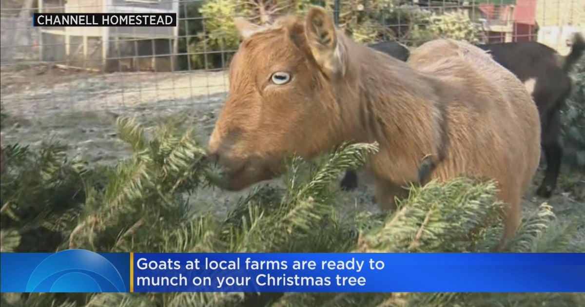 Local farms accepting Christmas tree donations for goats CBS Boston