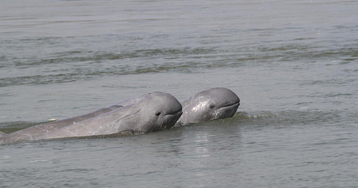 Deaths of 3 endangered dolphins in Cambodia raise alarm