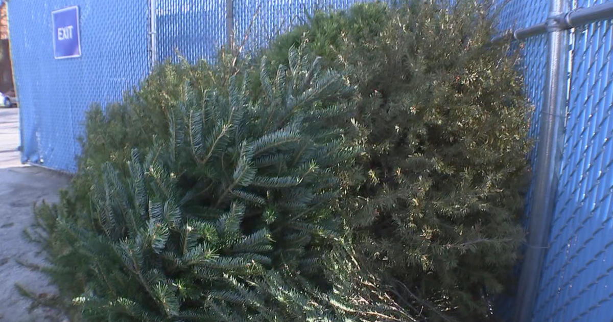 Dispose of leaves, brush, or Christmas trees - The City of Asheville