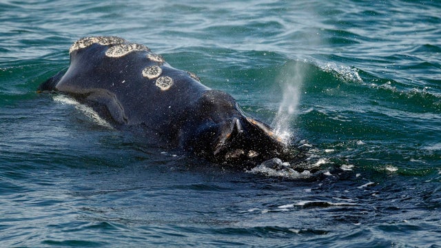 Right Whale Protection 