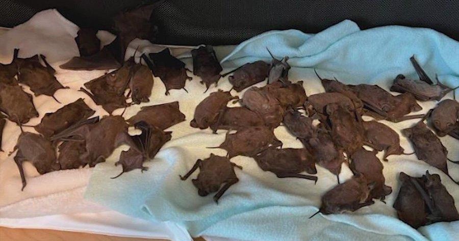 Over 1,000 bats plunge to ground in Houston amid frigid temps; most are saved 