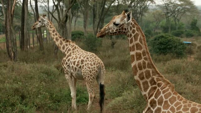 1229-cbsm-giraffemanor-patta-1582918-640x360.jpg
