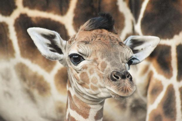 baby-giraffe-2.jpg 