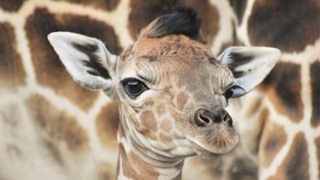 baby-giraffe-2.jpg 